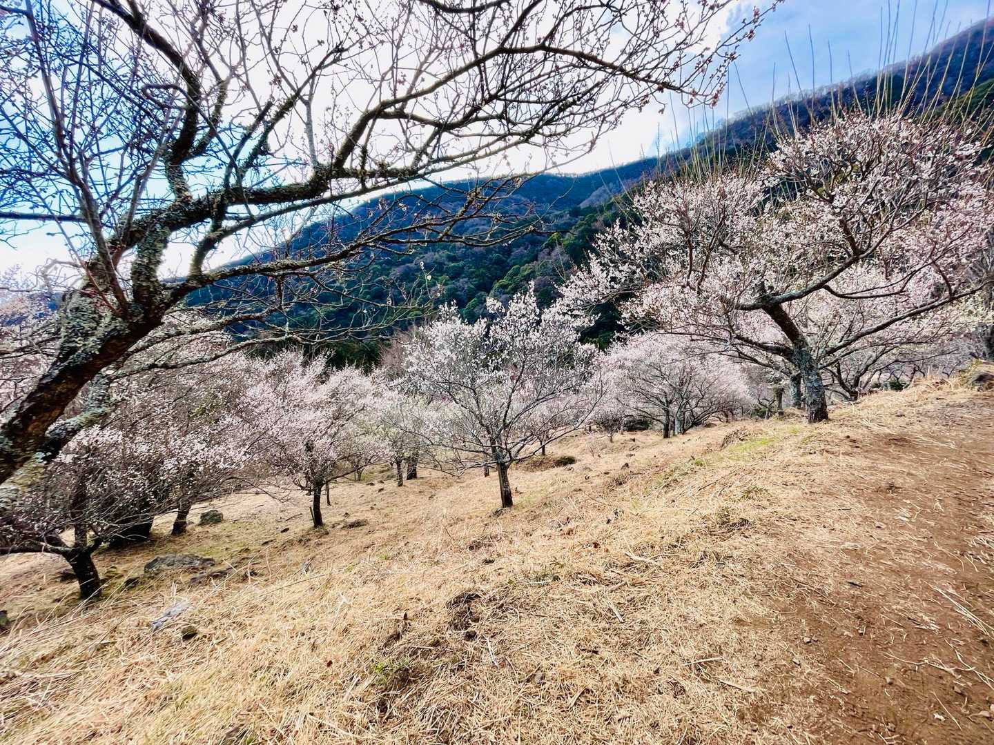 幕山登山口-幕山 往復コースの写真