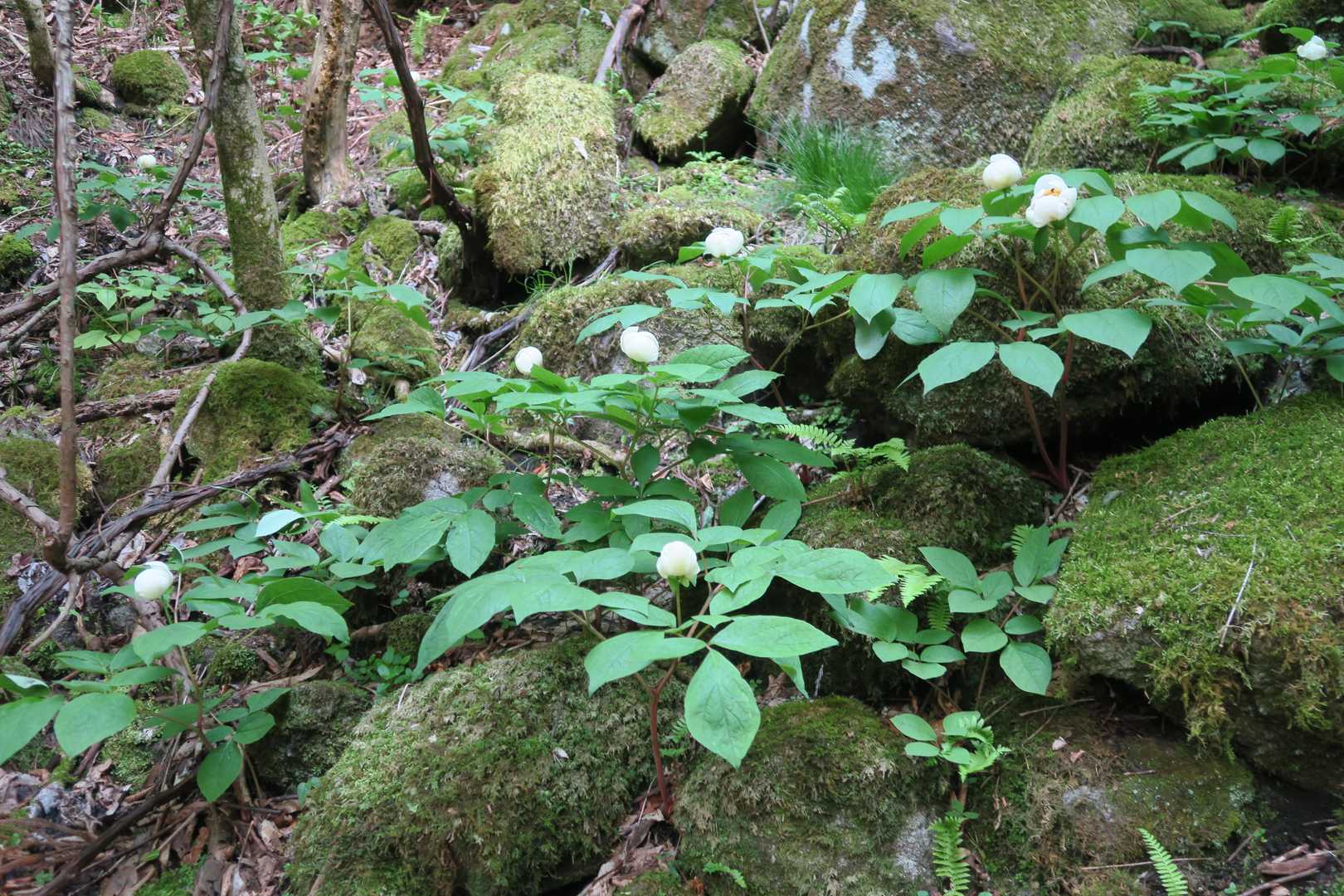 大海里峠-駒の尾山 往復コースの写真