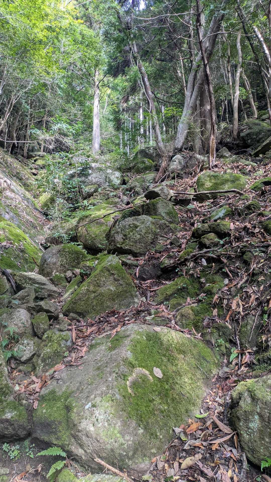 桐原側登山口-子ノ泊山 往復コースの写真