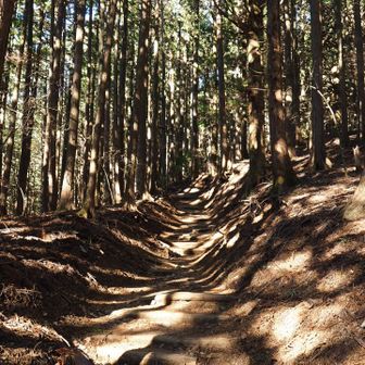 木漏れ日の登山道✨️
