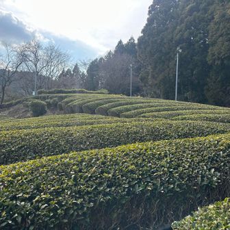綺麗な茶畑へ🍃