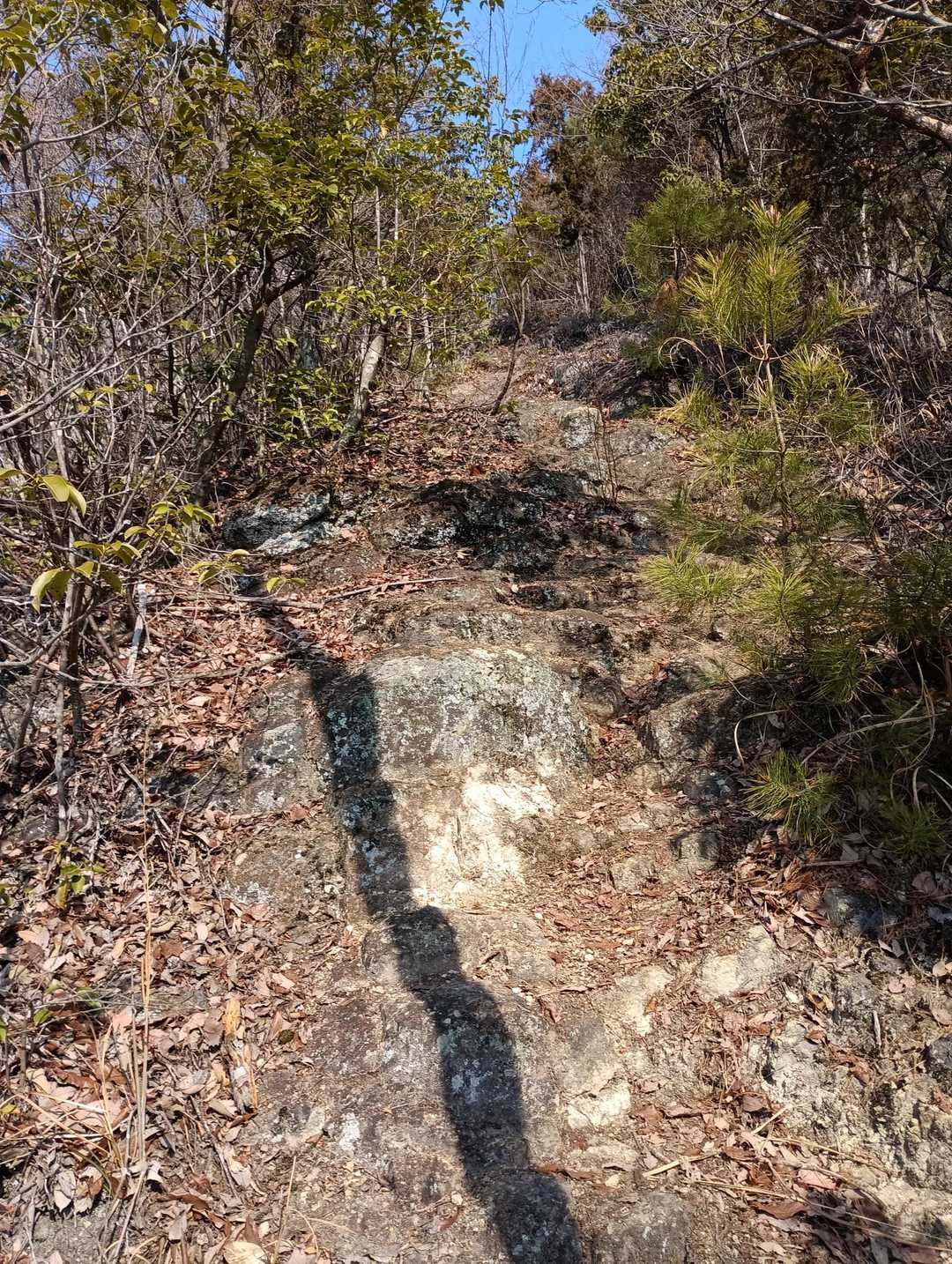 写真ではド急登わかりづらいけど　これがず〰〰っと続くんですョ　　　　　💦💦💦
