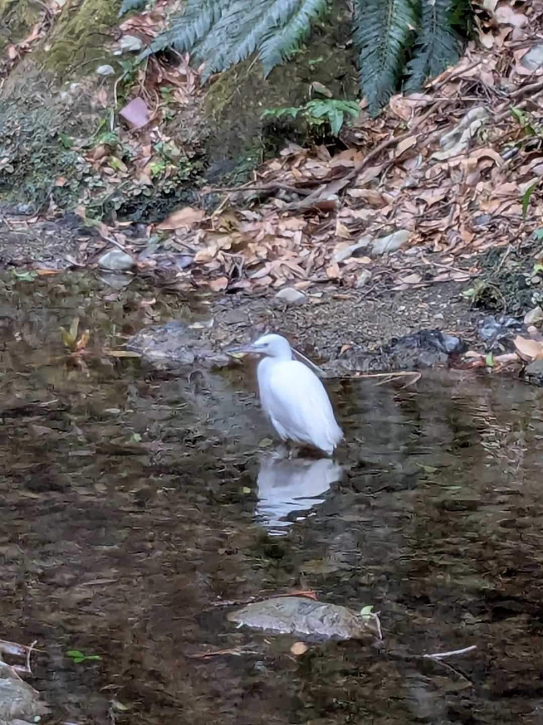 シロサギ