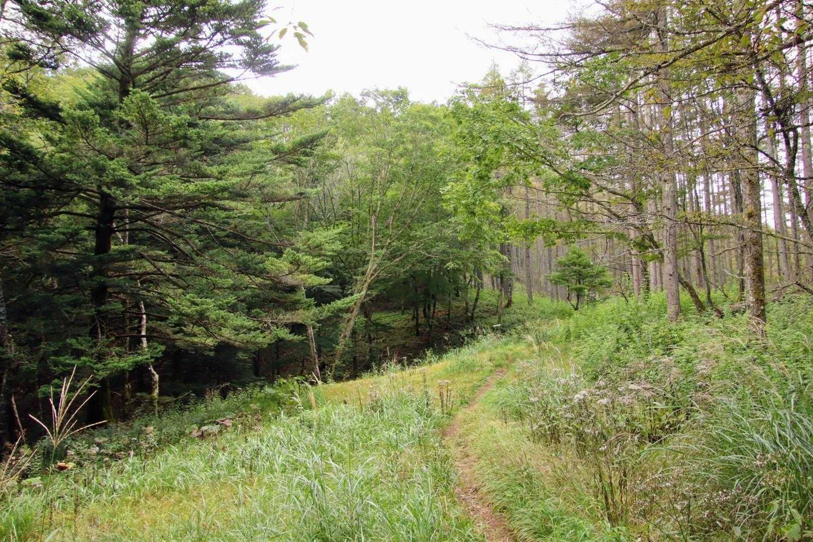 小楢山（焼山峠）の写真