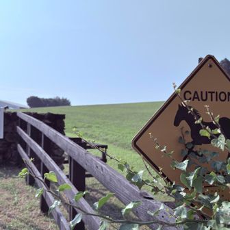 グリーン　エルダー