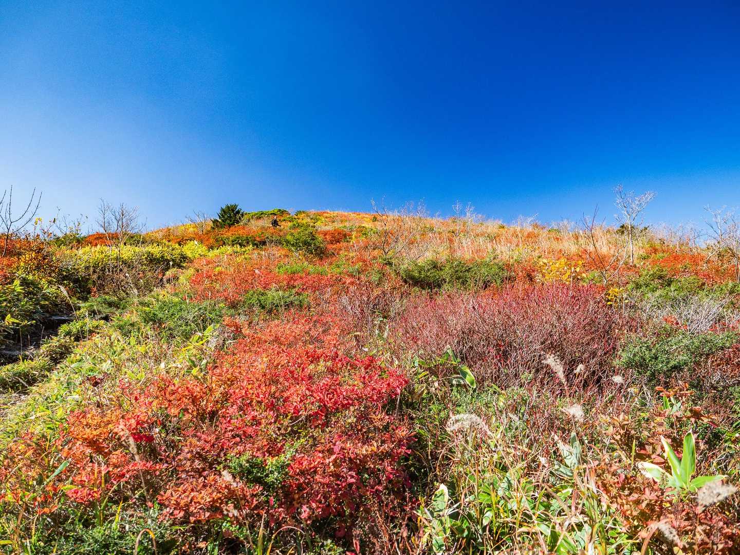 池の段への登り
綺麗に紅葉してました。