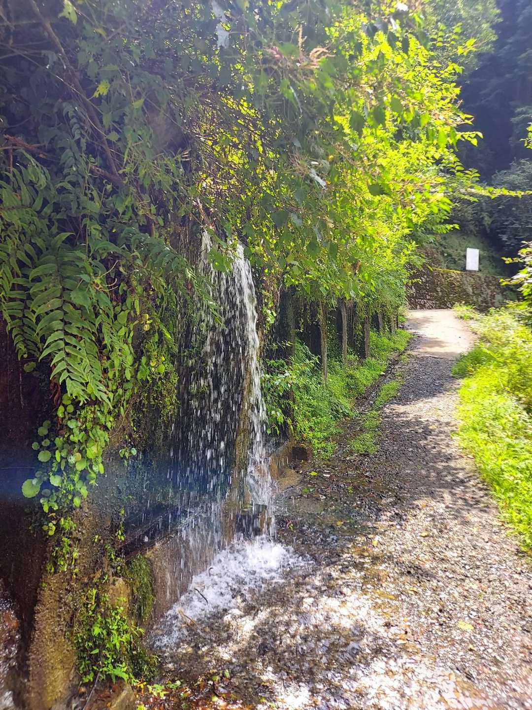 水場がたくさんあるので、夏のハイキングに最高です。
でも汗は、止まりません。
清滝バス停まで歩き、バスで嵐山方面。
清滝から嵐山は、バスも満員。凄い人混みで写真撮影をしていません。

温泉で汗を流し夕食。

京都地下鉄・バス一日券
大人　　1100円
バス一日券
大人　　700円
使えるエリアがあるので調べてください。来年は発売中止らしいです。残念😭
