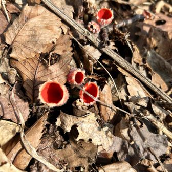 シロキツネノサカズキモドキ