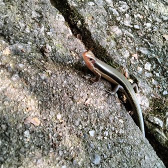 ｍｕｒａｓａｋｉ