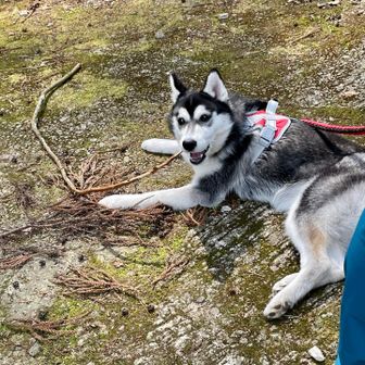 枝で遊ぶいぶき🐶