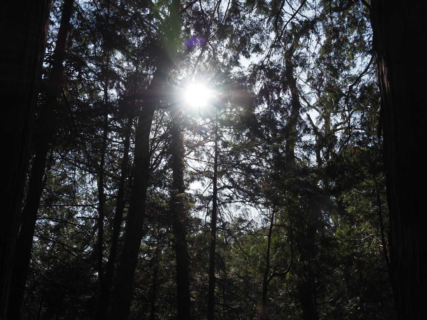 天祖神社登山口-馬引沢峠-赤ぼっこ-畑中三丁目バス停-畑中 縦走コースの写真
