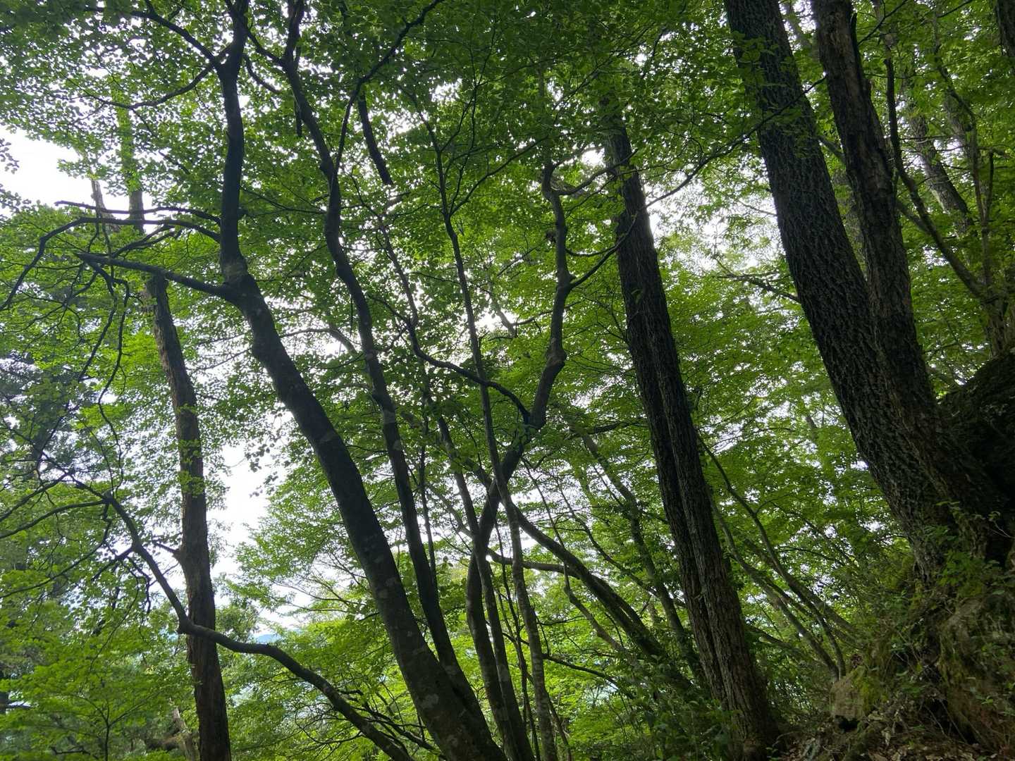 村国山 往復コースの写真