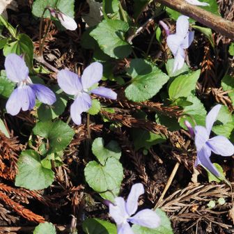 スミレがたくさん咲いていました
種類は追求しない😆