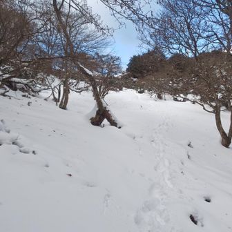 お立ち台からルートへ復帰する登り🕺🏻

行きは気持ちが急いてたことがわかる…勢いのある歩幅の大きな自分達のトレース
おもわず笑っちゃいました🤣