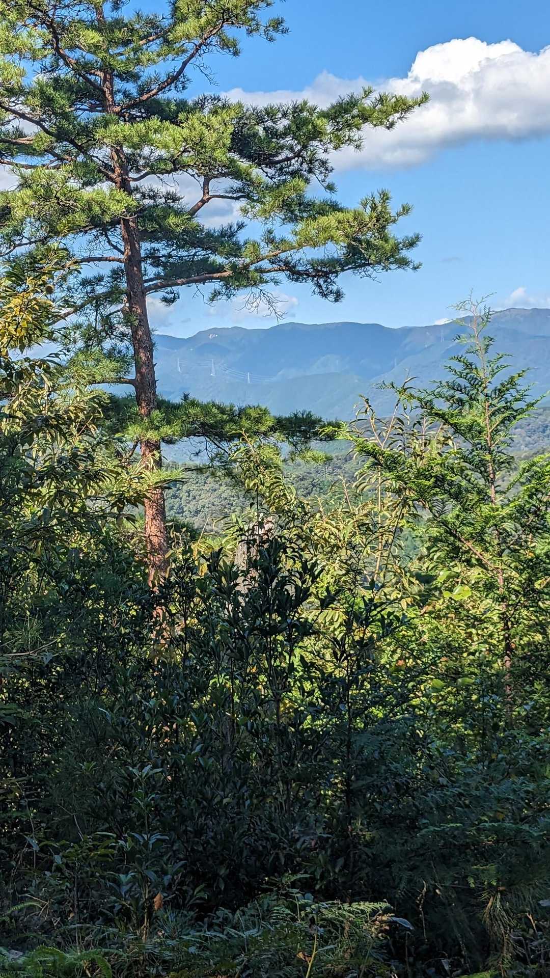 能郷白山また行きたいな。