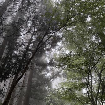 寺谷の急登登り切るとちょっと雨がパラパラ☔