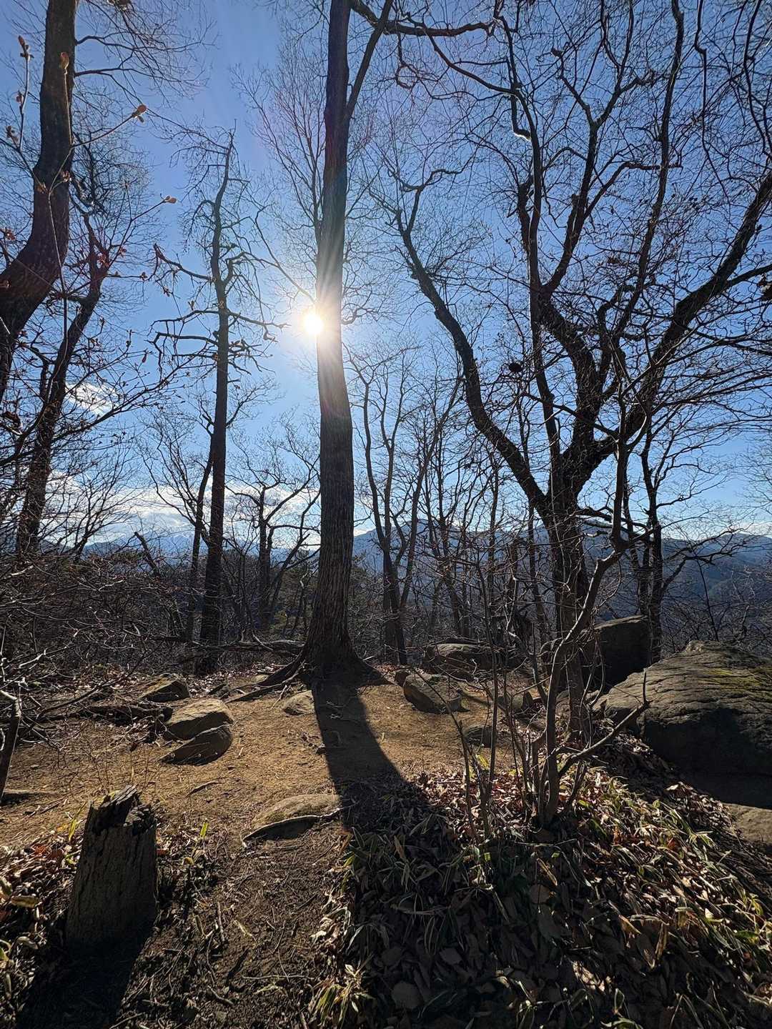 分岐の後、少し開けたところにちょうどいい岩が
山頂まで待てず、ここでおにぎりタイム
木々の間からなんとなく富士山
日が当たって暖かかった〜