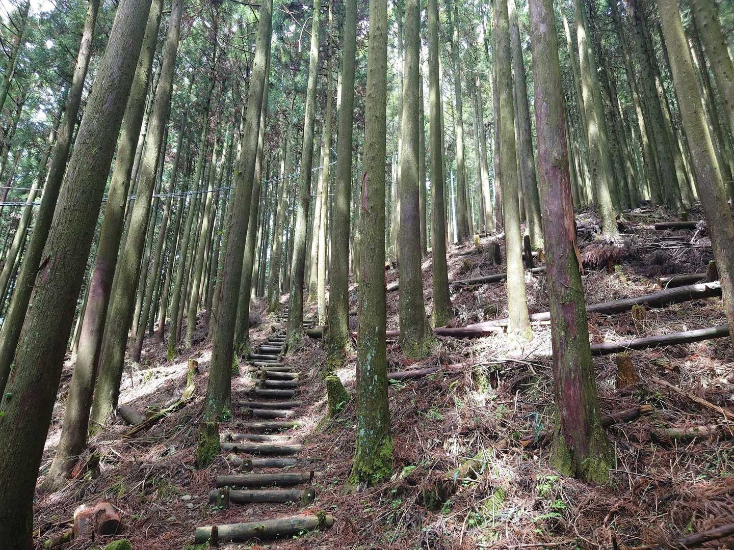 鳥のさえずりのみの静かでいい雰囲気でした😊