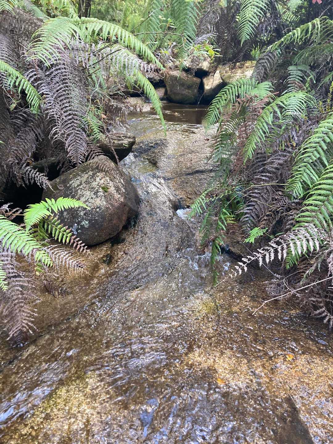 沢沿いを歩く道もあります