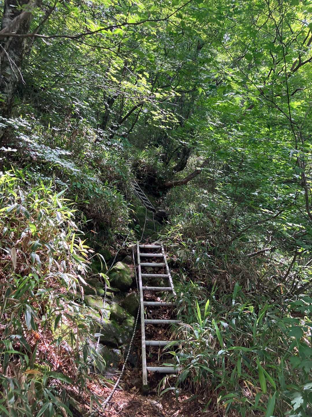 保井野登山口-堂ヶ森 往復コースの写真
