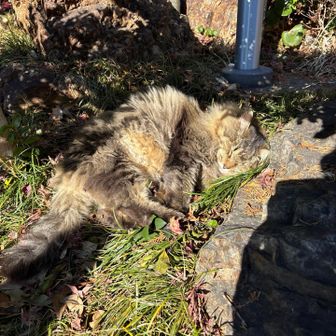 気持ちよさそう🥴