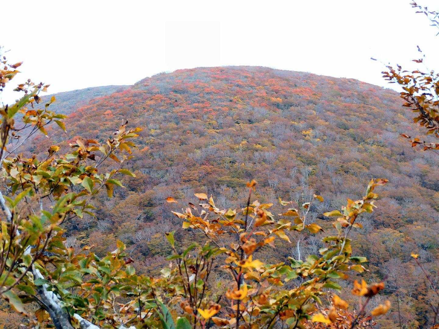 虎毛山山頂方向。紅葉が見えます。