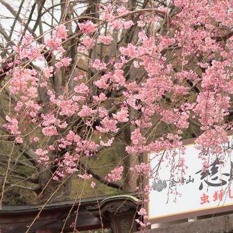 やっぱりソメイヨシノより枝垂れ桜かなぁ。