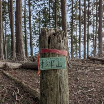 杉平山山頂、眺望なし
