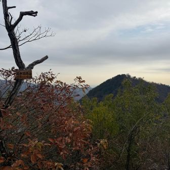 最後の大坊山はすぐ隣。あと1回アップダウンでようやく終わる。
