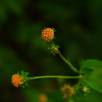 小栴檀草［ コセンダングサ ］だって。
花が大きく咲くのかなと思ったら、
このままの花みたいね。