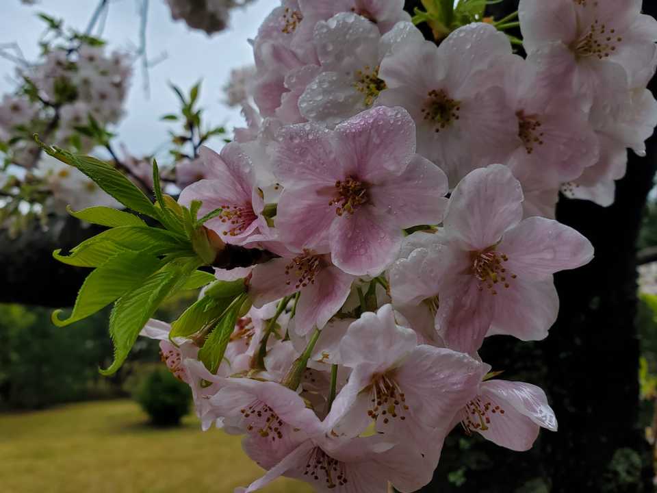 雨の桜...初めて見たかも😳