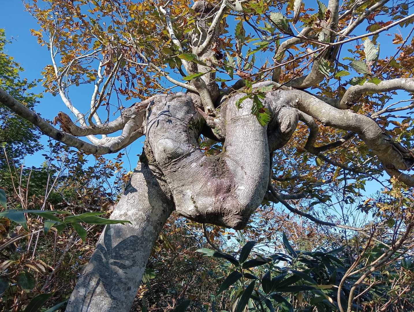 逆さの胴体が無い◯◯の奇木🤔