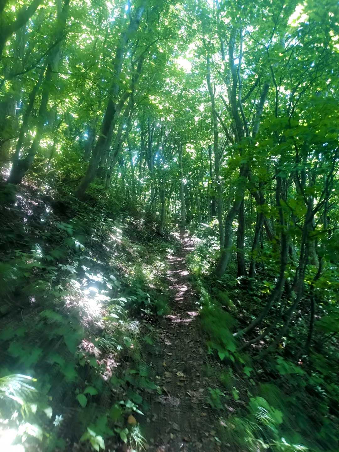 まったり長居した後の下山は周回予定だったけど…ヤメた

海を感じながらピストンです✨️
