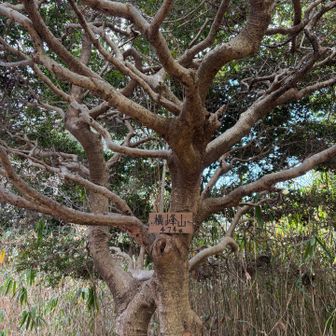 🚩枝振りがすごい…何の木カナ⁇
後半は軽快