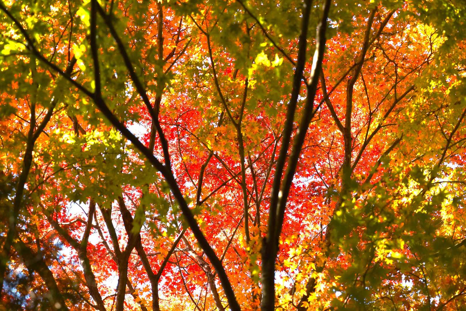 稜線の紅葉🍁はキレイ✨✨でした