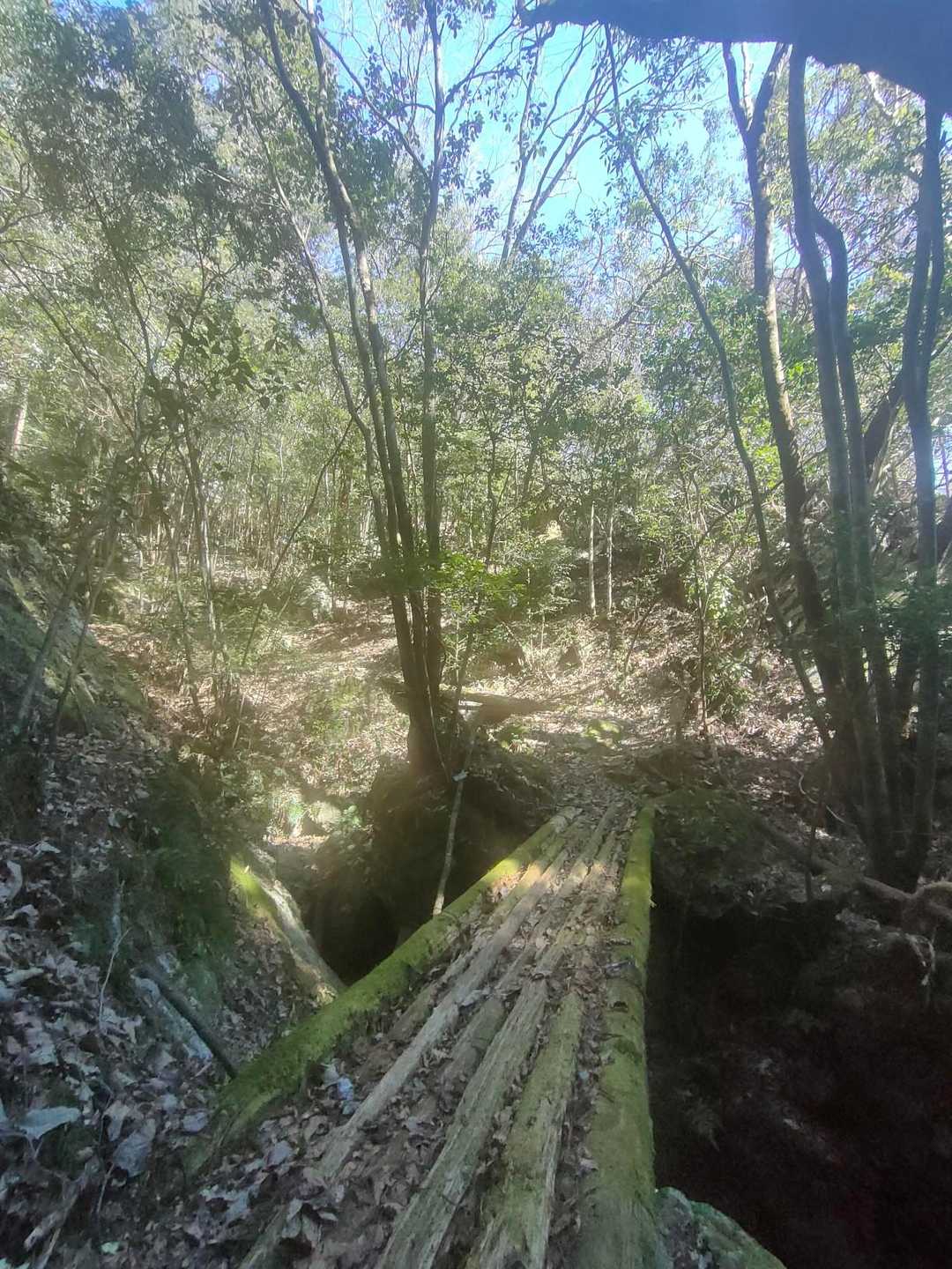 　こんな木の橋を幾つも渡るよ〜

　ミシ　ミシ(⁠*⁠﹏⁠*⁠;⁠)橋が歪む😅