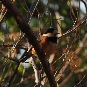 ヤマガラさんシャウト