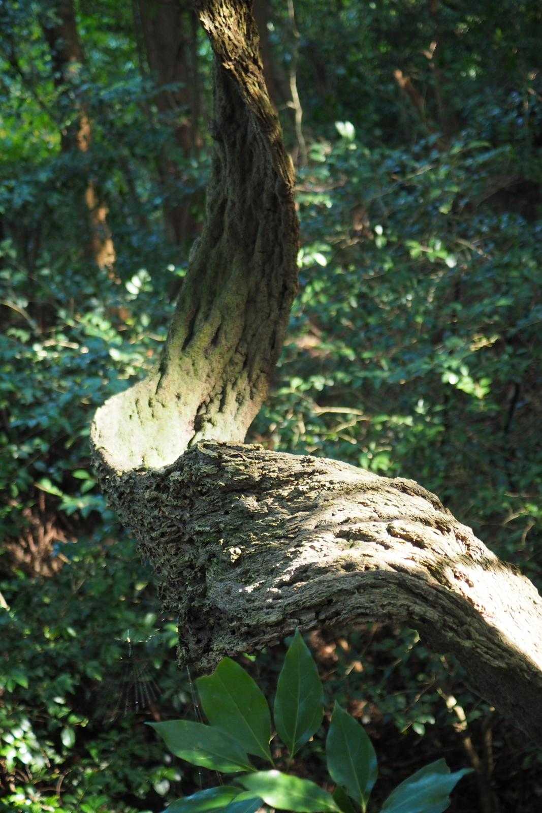 これも撮り忘れていた登り竜