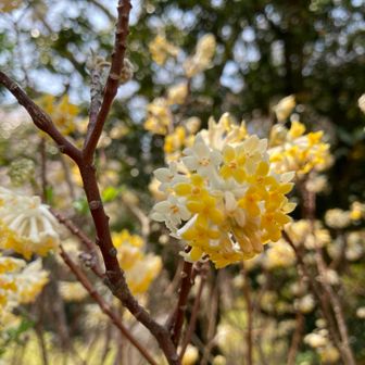 ミツマタの花って好き❤️