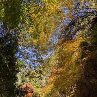 見上げても綺麗。