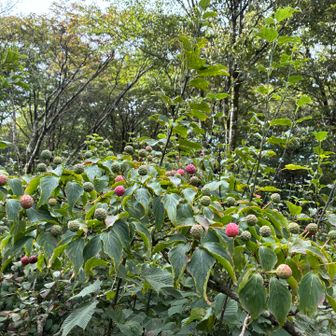 ヤマボウシの美味しそうな実が沢山