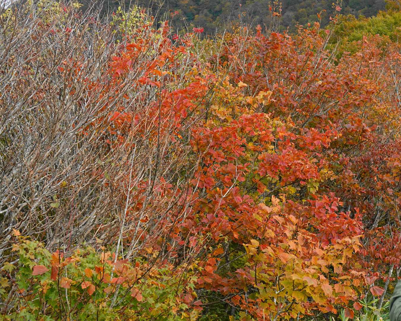 ウリハダカエデの紅葉がきれいです