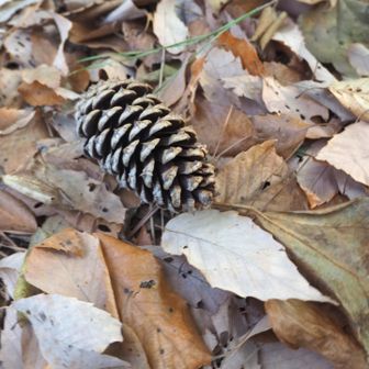 大王松だろう
トゲトゲの松ぼっくり