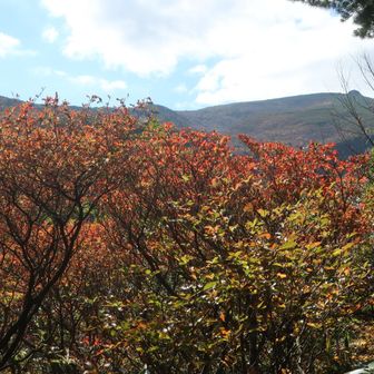 振り返って、紅葉🍁越しに安達太良山が望めました。

お疲れ様でした。ふ～😚