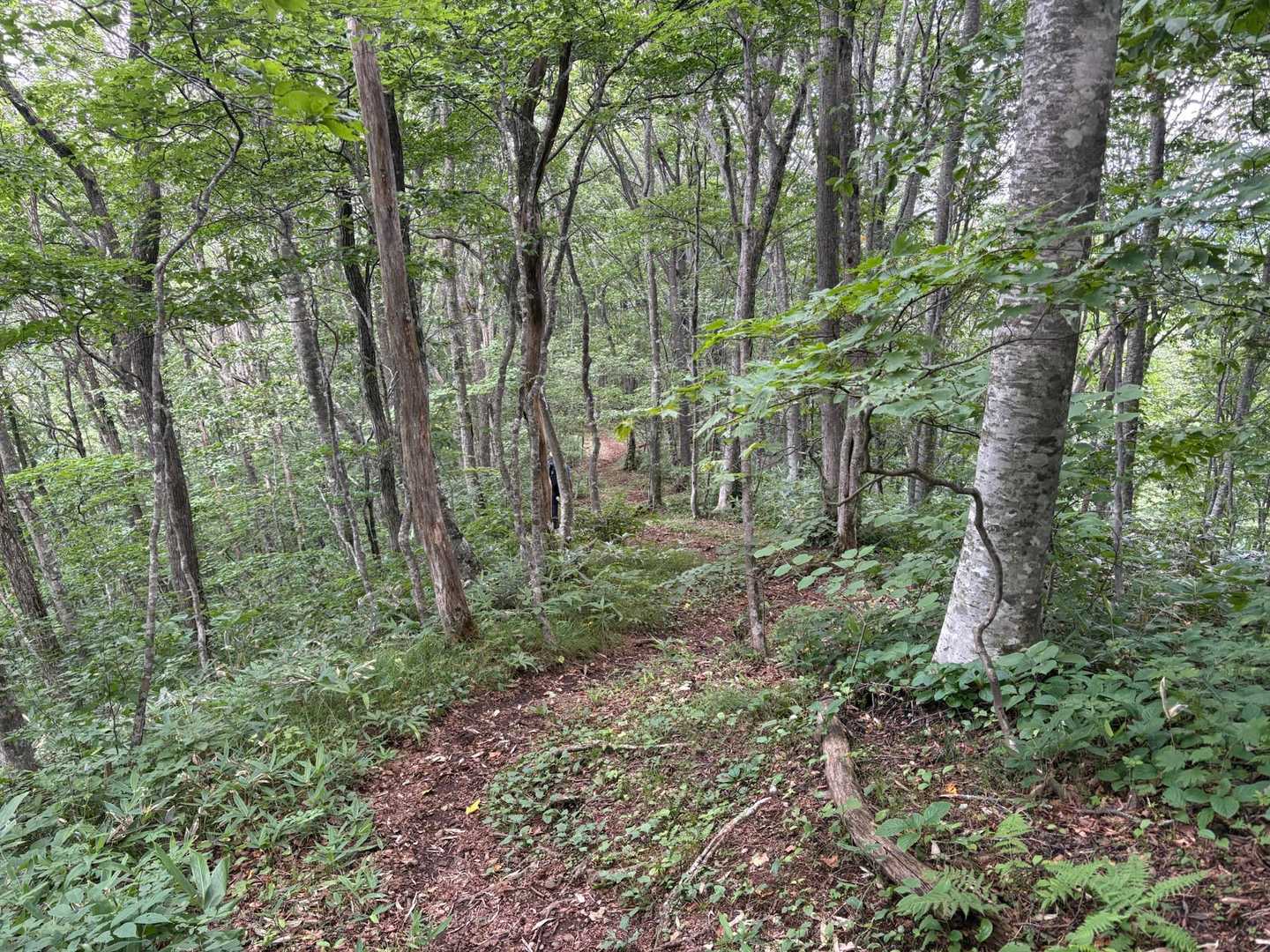 素敵な森の中の登山道🌳🌿🌳🌿