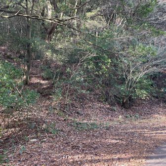 林道を歩いて取り付きはどこからだろうと思っていると、結構な斜面に入り口らしきピンクテープが
平尾台の山っぽくないことに驚きつつ山道の中に入っていきます