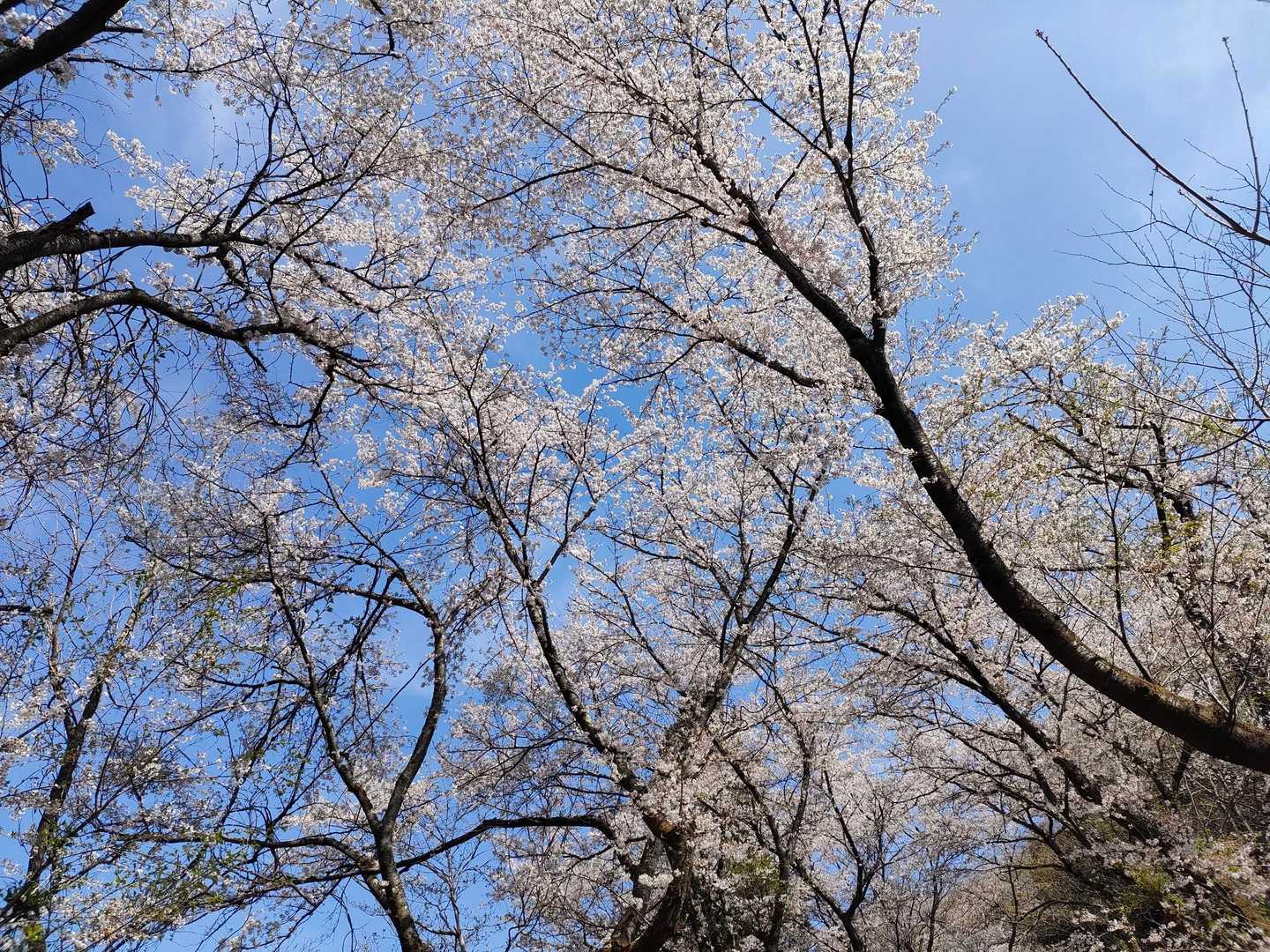 きれいに桜が咲いていますが、花のボリュームが少なめ。昨日の雨で散ってしまったのかも。