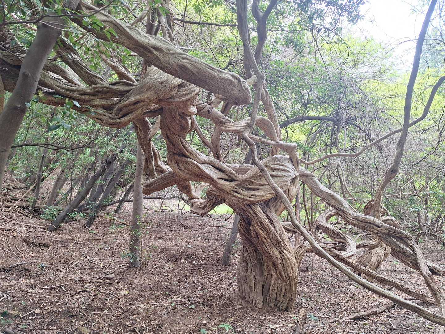 鹿山-金華山 周回コースの写真