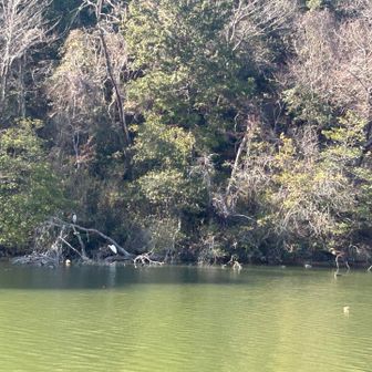 いろいろいるけど、スマホの限界