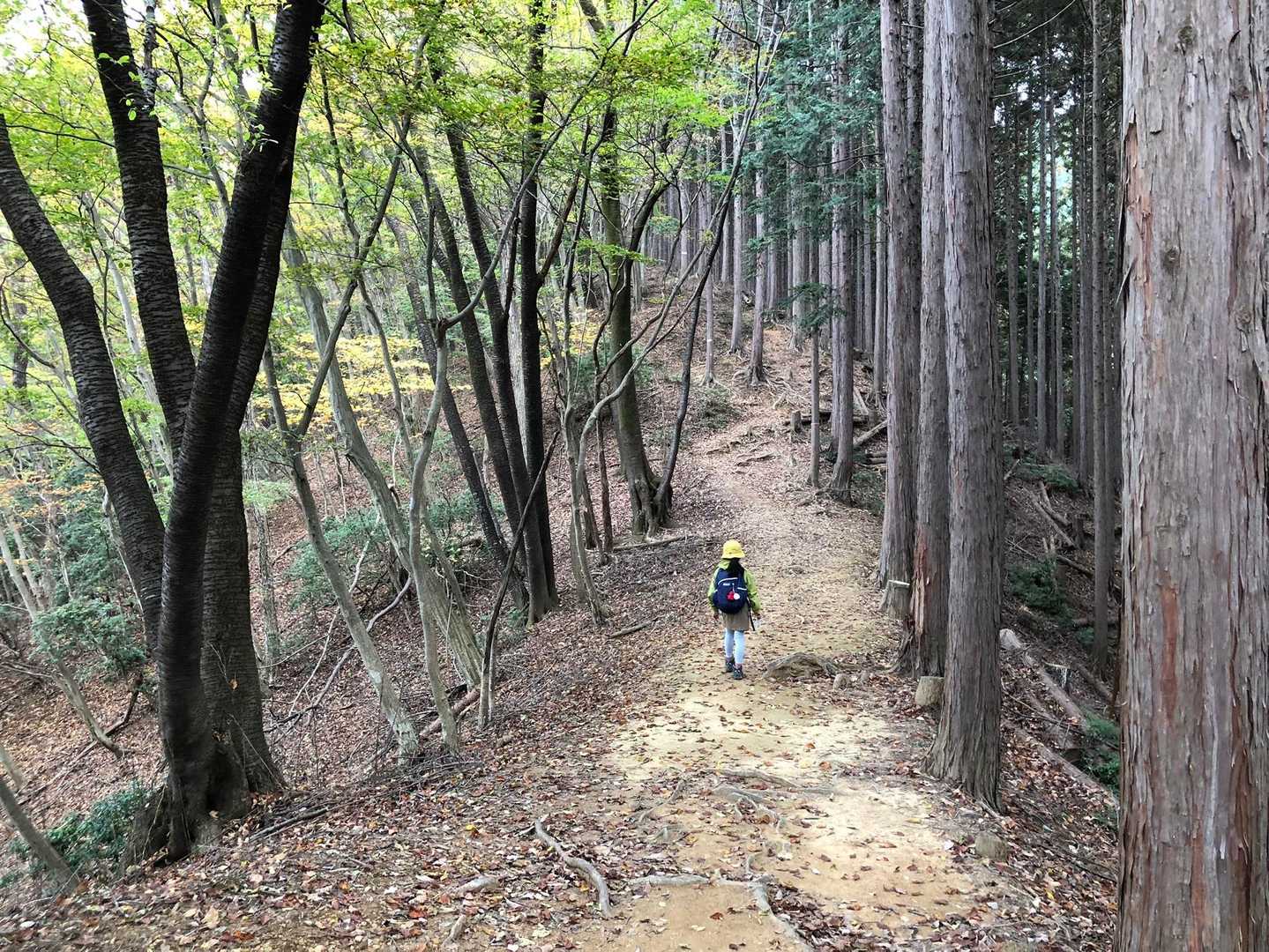 伊豆ヶ岳登山口-ツガの木台-長岩峠-伊豆ヶ岳 往復コースの写真